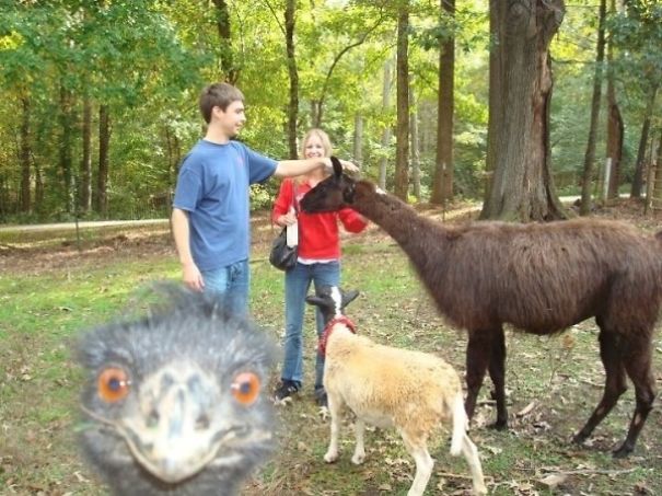 Top 11 Greatest Photobombs Known To Man