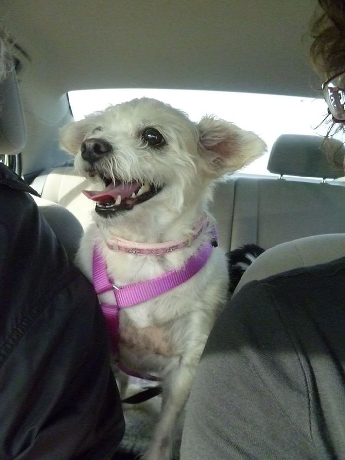 Belle Is The Happiest Back Seat Driver Ever !!!