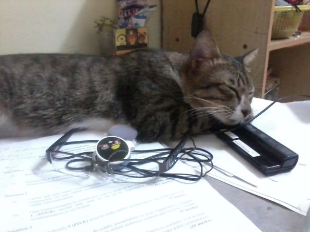 It's My Sleep Time Now, Feels Comfortable Under Your Assignment Paper