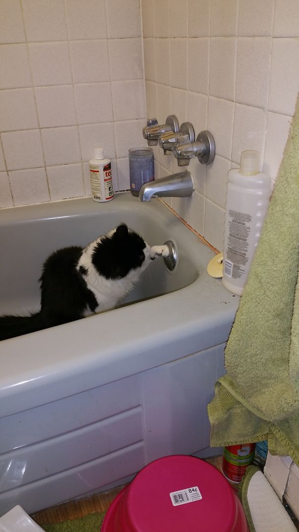Now I Just Pull This Lever And Get Water, Right? Cat Logic