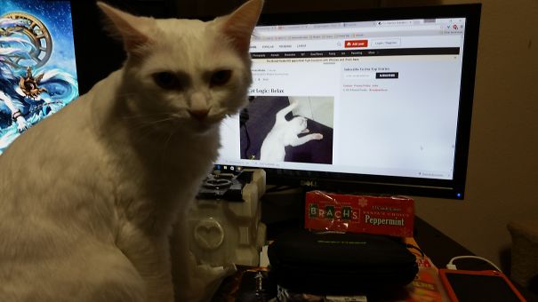Why Look At The Internet Kitties When You Have Me? (tonks Of Epicgamingparty)