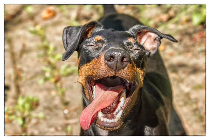 Still Laughing! Maggie May – The Manchester Terrier.