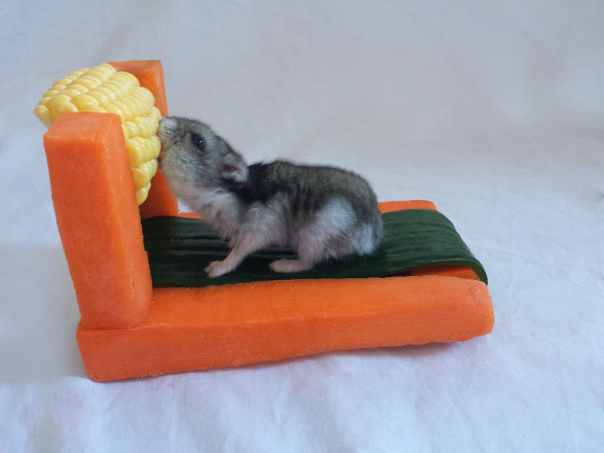 We Made A Tiny Vegetable Gym For Hamsters Who Hate Exercise
