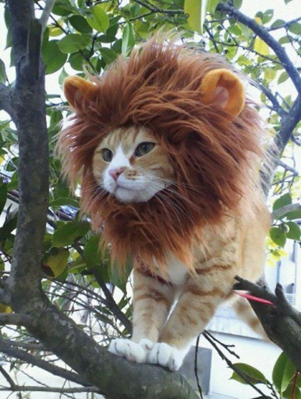 23 Cats In Halloween Costumes That Wish This Holiday Never Existed