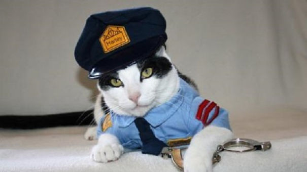 23 Cats In Halloween Costumes That Wish This Holiday Never Existed