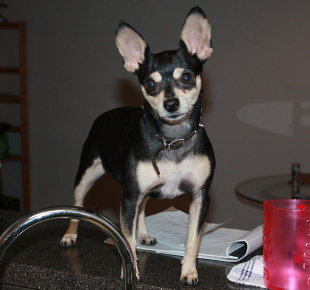 This Is My Little "po." He Is A Chihuahua Pinscher.