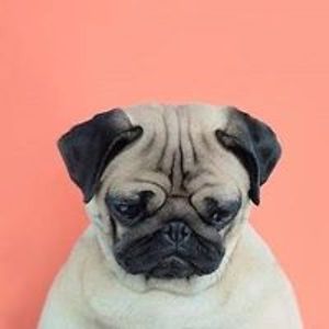 gutierrez_julia avatar