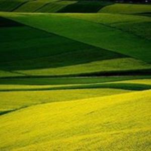 lanchibsnhakhoa avatar