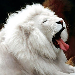 sebastianmutulea avatar