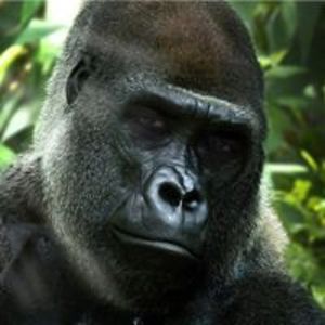 julian_bektashi avatar