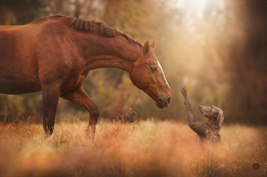 25+ Perfect Pictures Of Horses – Grace, Beauty And Strength