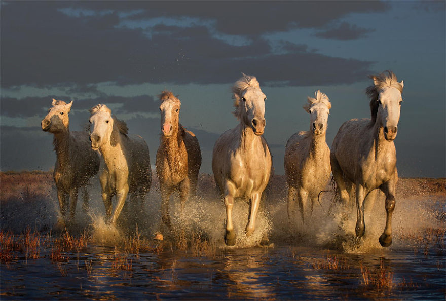 25+ Perfect Pictures Of Horses – Grace, Beauty And Strength