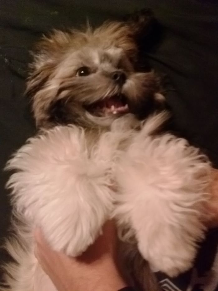 Getting Belly Rubs!