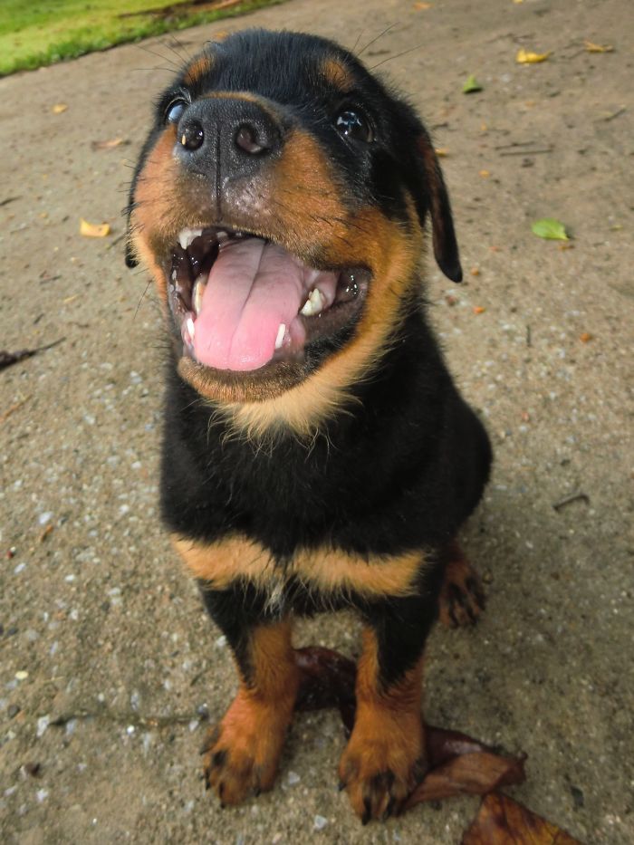 Carbon; Baby Rottweiler Huge Smiles At The First Person He Met In The Morning