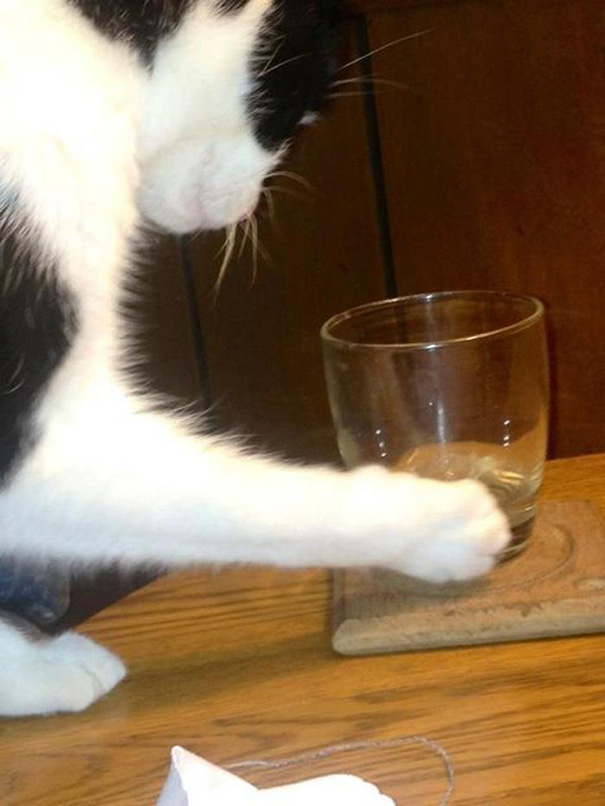 My Girlfriend's Cat Has Some Pretty Solid Logic: The Glass Is Empty And Useless To Him? Push It Off The Table