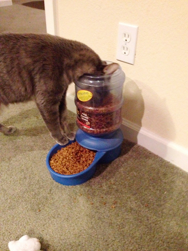 This Is How My Cat Eats