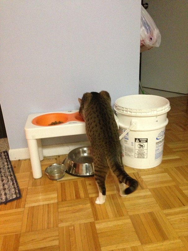 Cat Logic: He Has His Own Bowl, But Prefers The Dog's