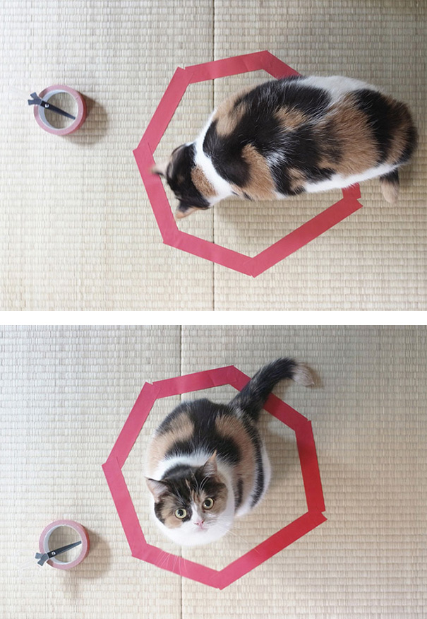 How To Trap A Cat