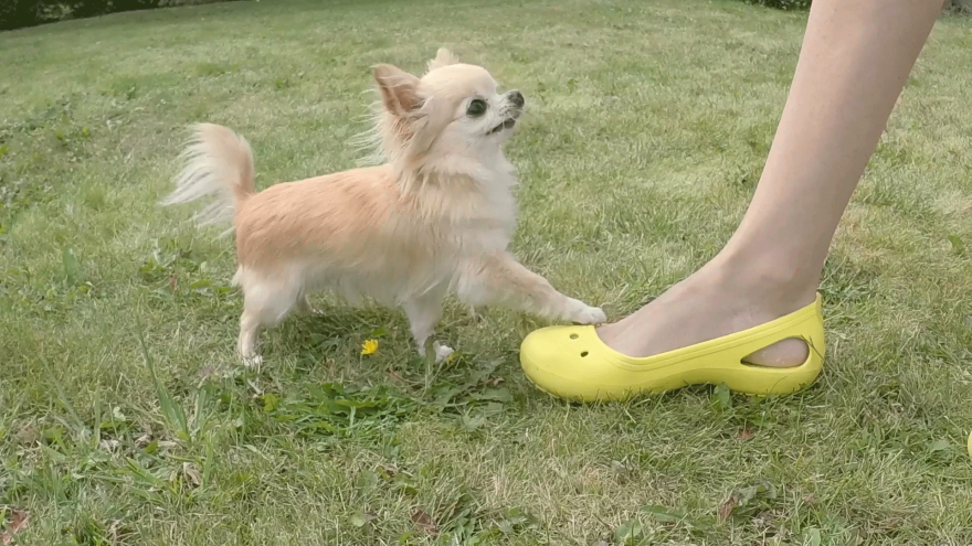 Cutest Puppy Sized Chihuahua Dancing