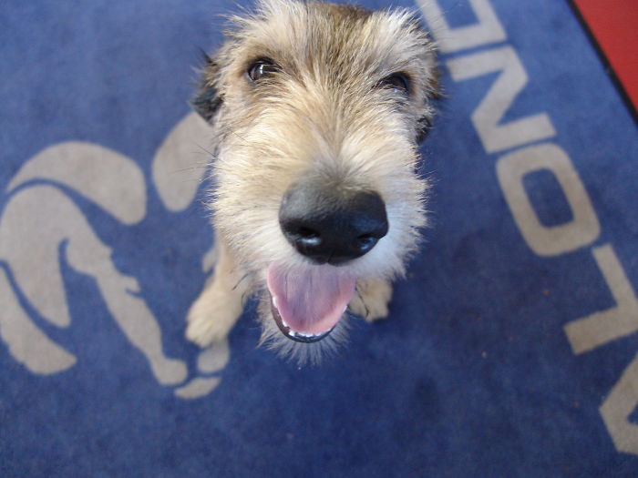 Happy Berger De Picardie Puppy :)