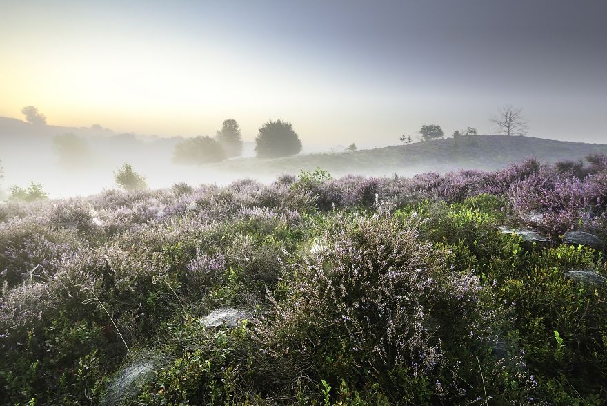 Your Last Chance To Photograph Heathland!