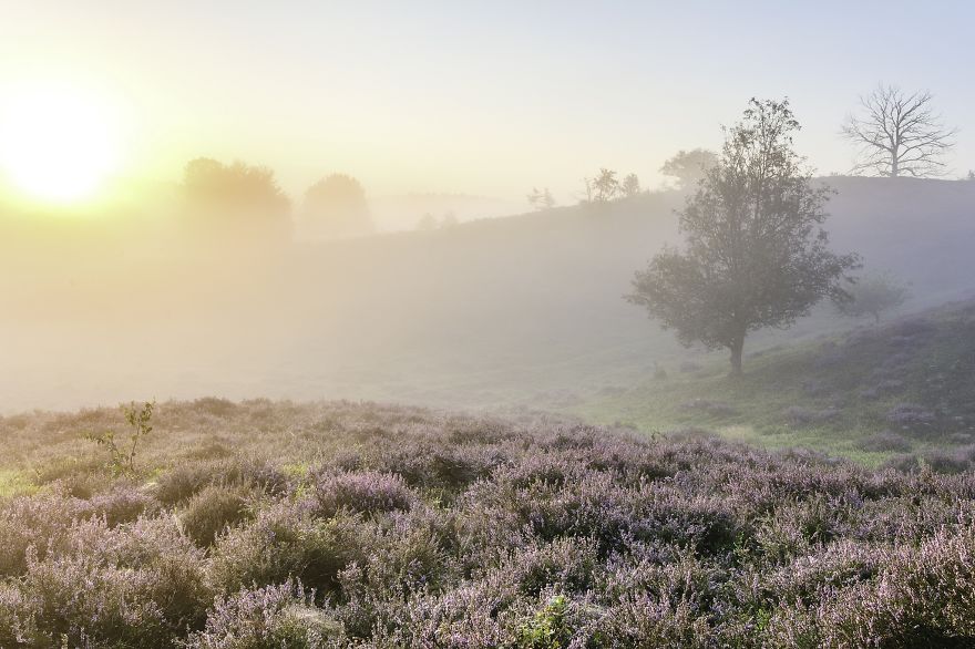 Your Last Chance To Photograph Heathland!
