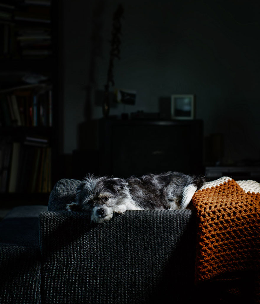I Photograph Dogs As If They Were Home Owners