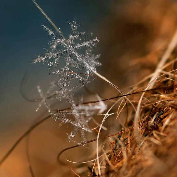 Ethereal Macro Photos Of Snowflakes In The Moments Before They Disappear
