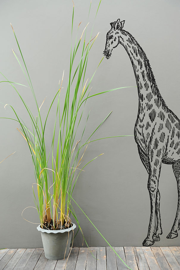 Giraffe Trying To Eat Your Plant