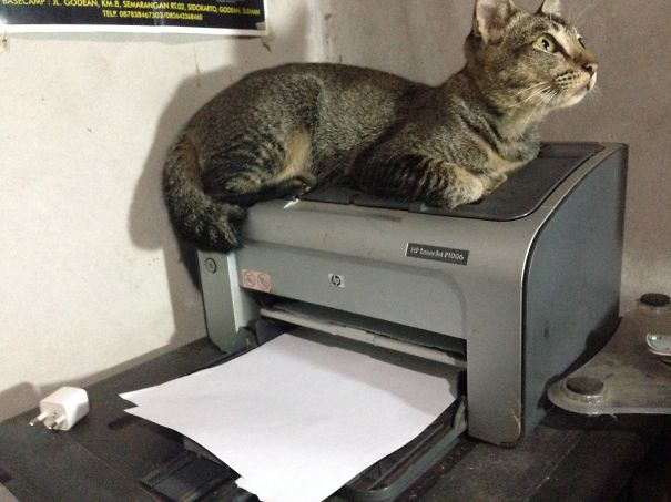 Printing A Cat