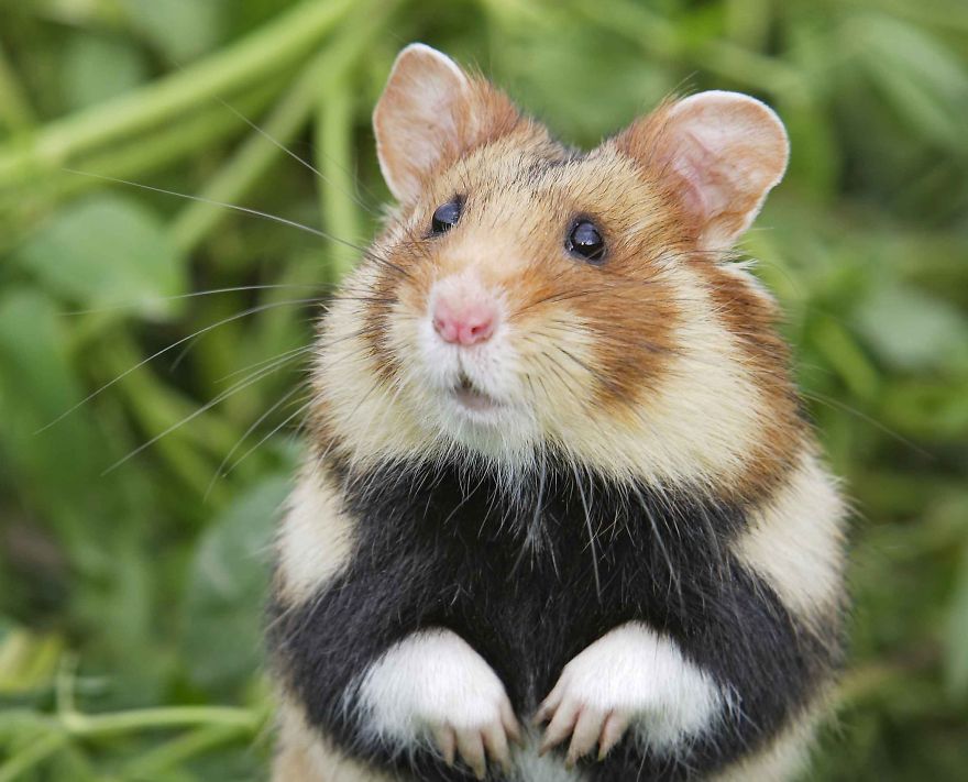 The Great Hamster Of Alsace (even The Name Is Cute)