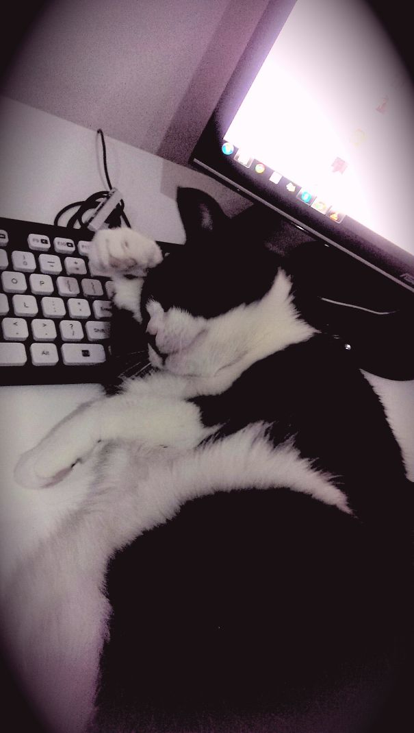 What Is It With Cats And Keyboards?!