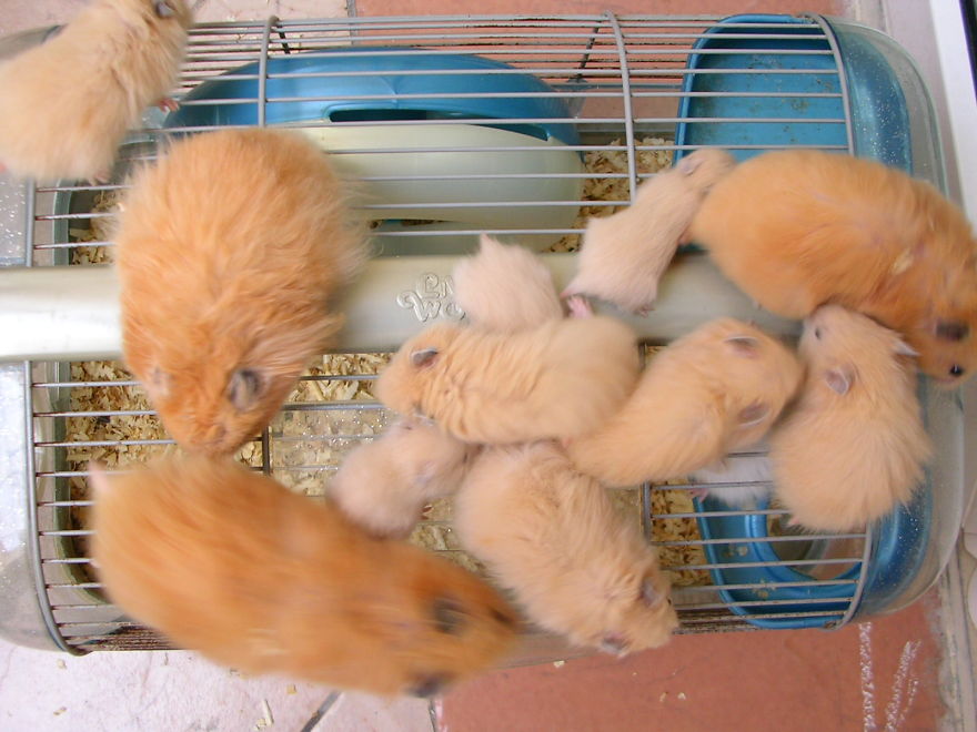 Big Family Of Golden Hamster