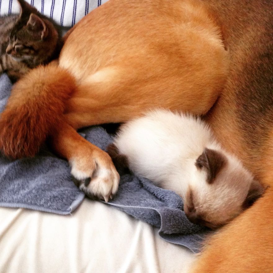 My Rescue Dog Fosters Kittens Who Need Homes