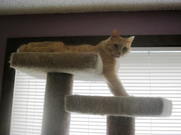 Supercat, In A Passive Sort Of Way...he Always Braces His Arms When Up On The Tower.