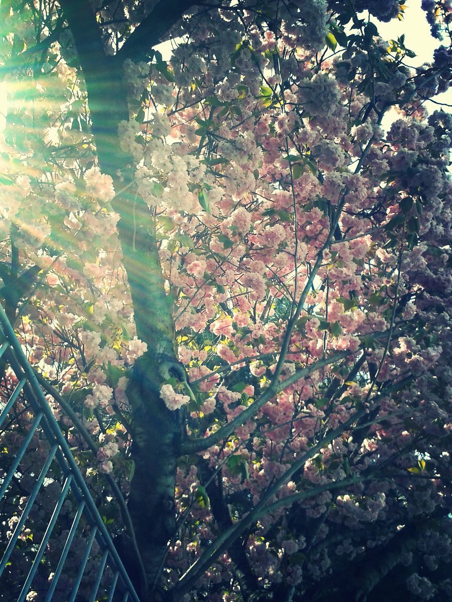 City Plants