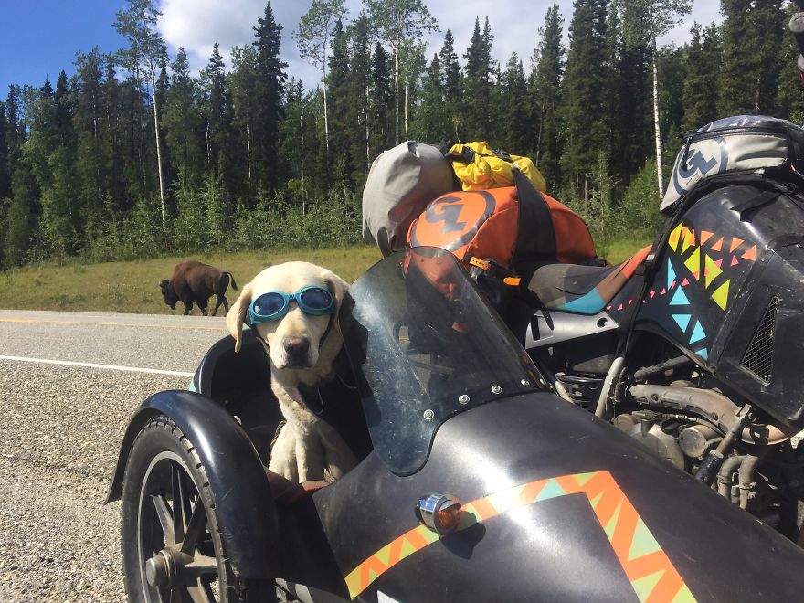 I Motorbiked 6,000 Miles To Alaska With My Dog And We're Still Going