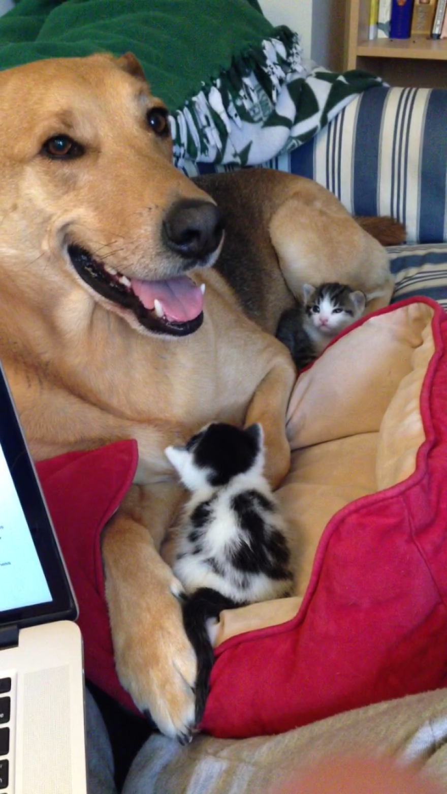 My Rescue Dog Fosters Kittens Who Need Homes