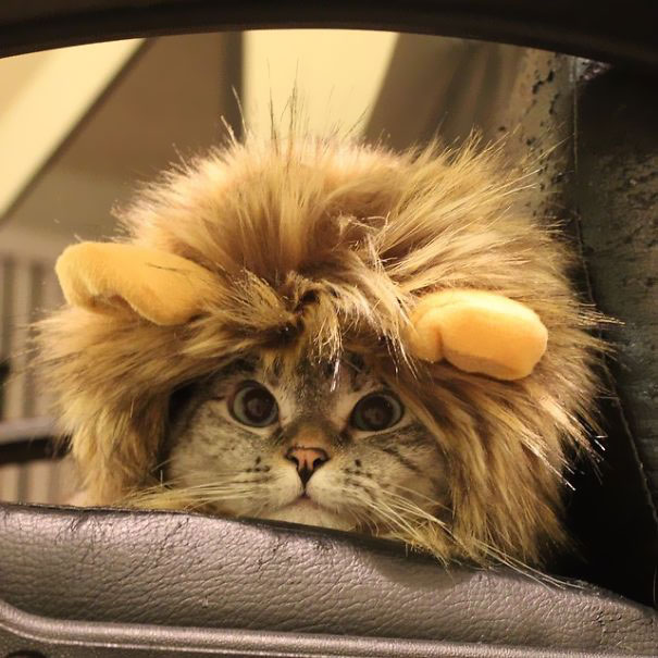 The Story Of Instagram's Most Famous Cat Nala, Who Has 3.2M Followers