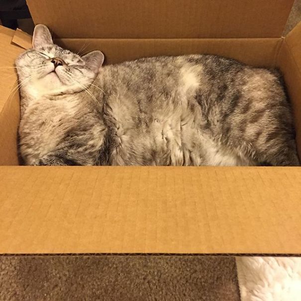 The Story Of Instagram's Most Famous Cat Nala, Who Has 3.2M Followers