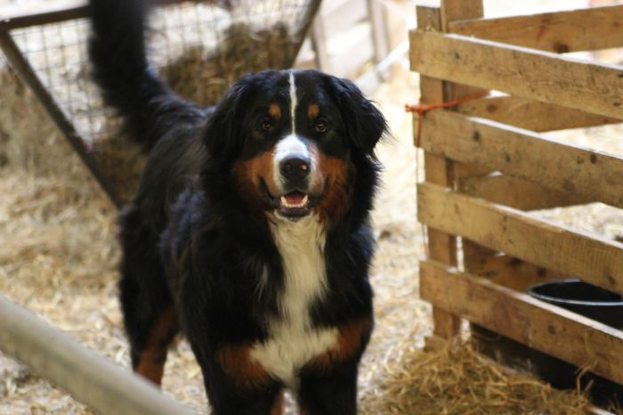 Swiss Mountain Dog (jesperrrrrr) Being Happy On Our Farm