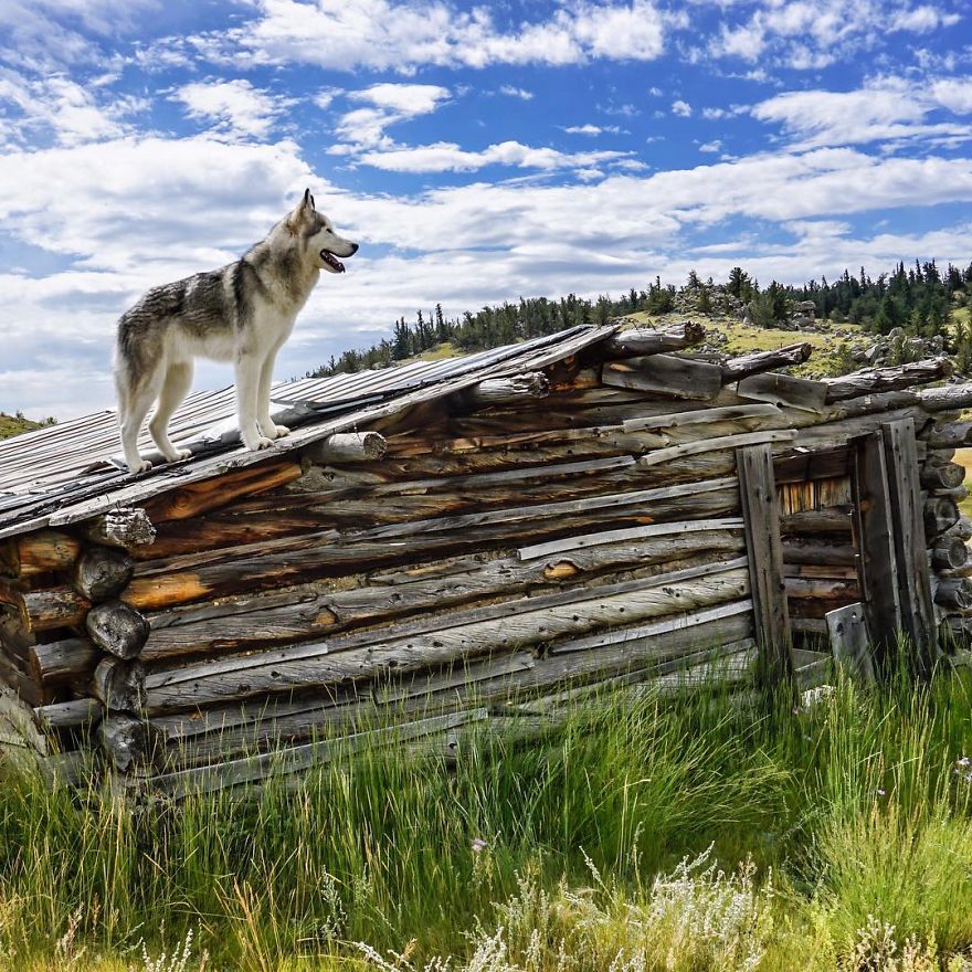 I Take My Wolfdog On Epic Adventures Because I Hate To See Dogs Locked Away