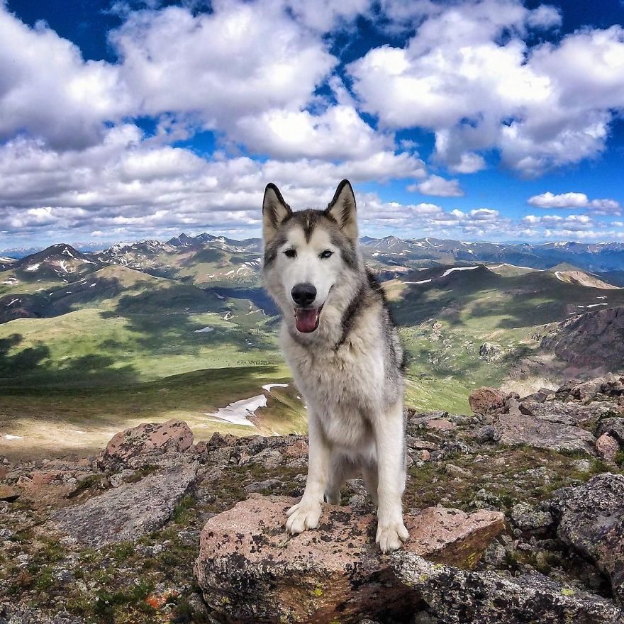 I Take My Wolfdog On Epic Adventures Because I Hate To See Dogs Locked Away