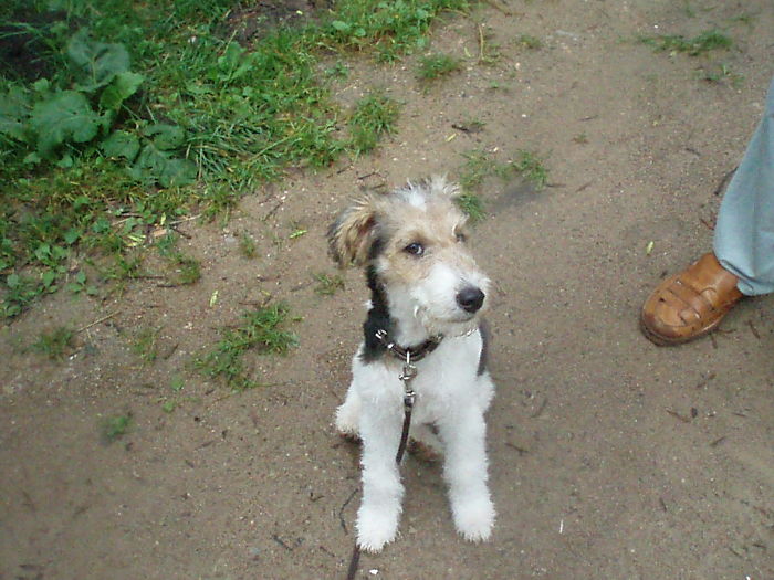The Happiest Fox Terrier Darcy. Miss You, Pup