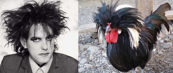 It's The Robert Smith Of Chickens!!
