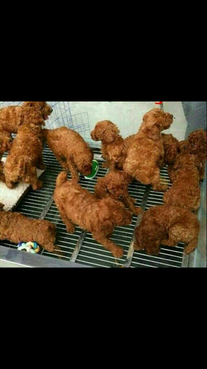 These Dogs Look Like Fried Chicken!
