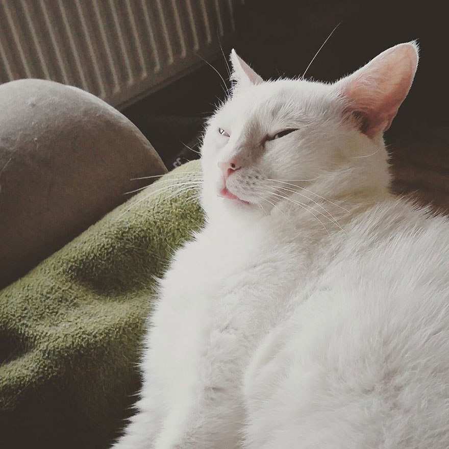 My Snow-White Cat Is My Favorite Model