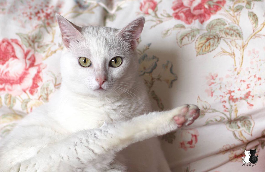 My Snow-White Cat Is My Favorite Model