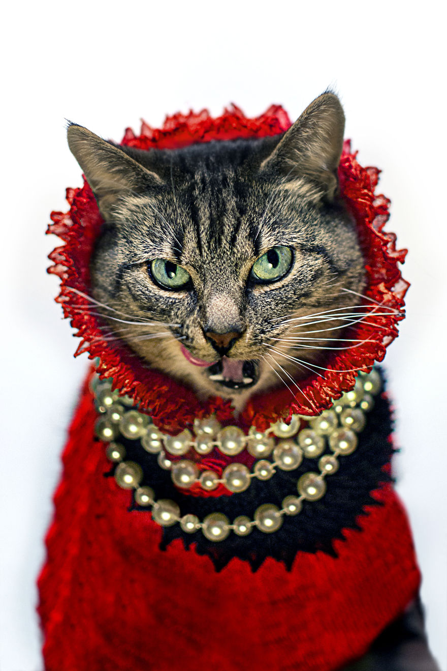 Photographer Turns His Leukemic Cat 'hummus' Into A Fashion Diva!