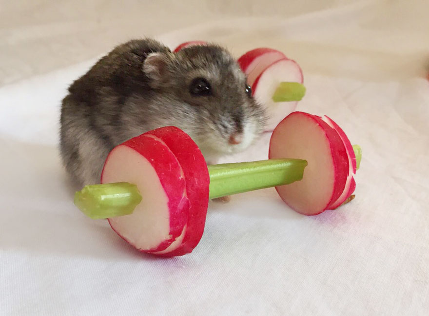 We Made A Tiny Vegetable Gym For Hamsters Who Hate Exercise